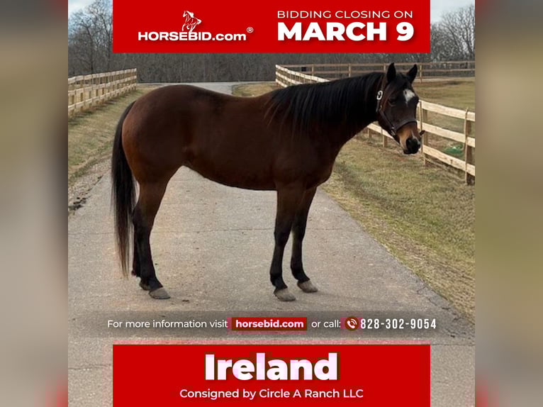 American Quarter Horse Klacz 5 lat 155 cm Gniada in Hickory