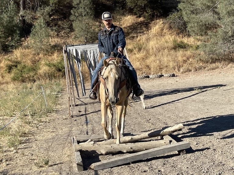 American Quarter Horse Klacz 5 lat 155 cm Izabelowata in Paicines CA