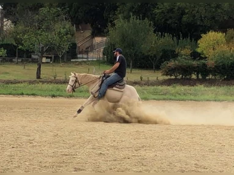 American Quarter Horse Klacz 5 lat 155 cm Perlino in Agropoli