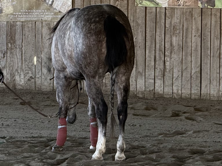 American Quarter Horse Klacz 5 lat 155 cm Siwa in Sarzana