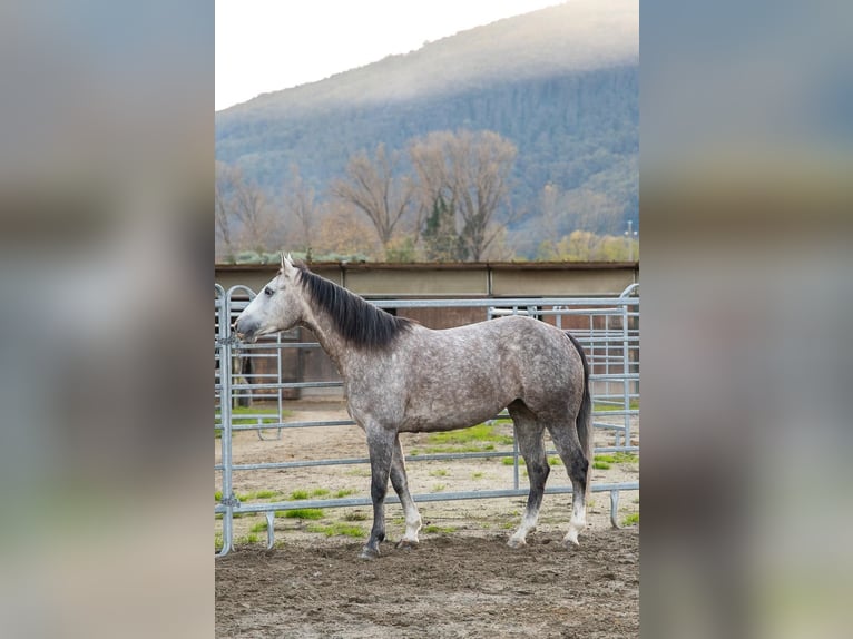 American Quarter Horse Klacz 5 lat 155 cm Siwa in Sarzana