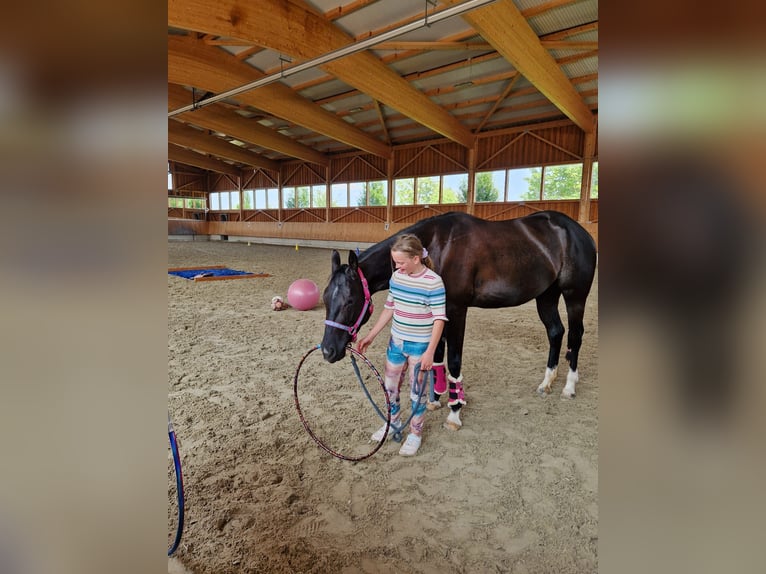 American Quarter Horse Klacz 5 lat 156 cm Kara in Korntal-Münchingen