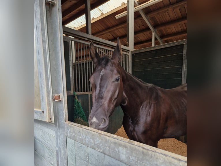 American Quarter Horse Klacz 5 lat 156 cm Kara in Korntal-Münchingen