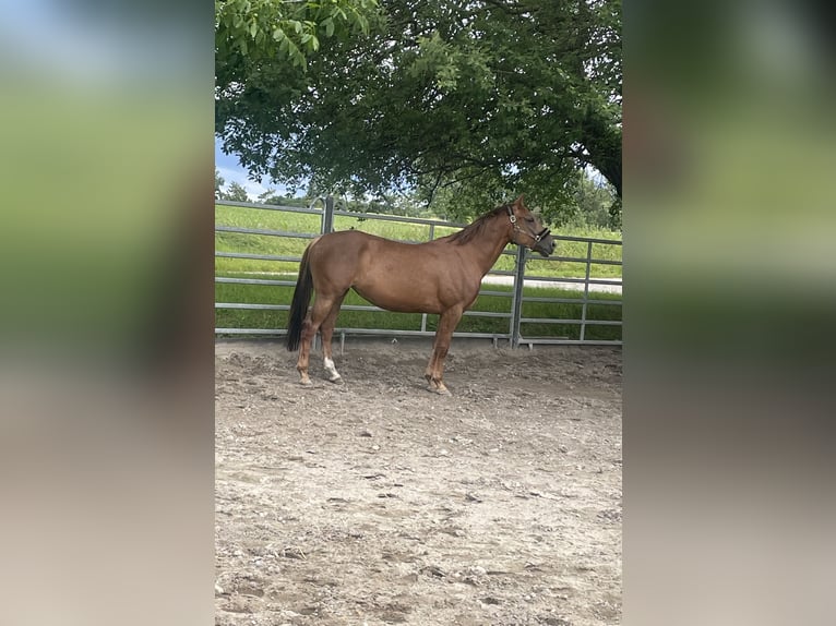 American Quarter Horse Mix Klacz 5 lat 157 cm Ciemnokasztanowata in Weil am Rhein