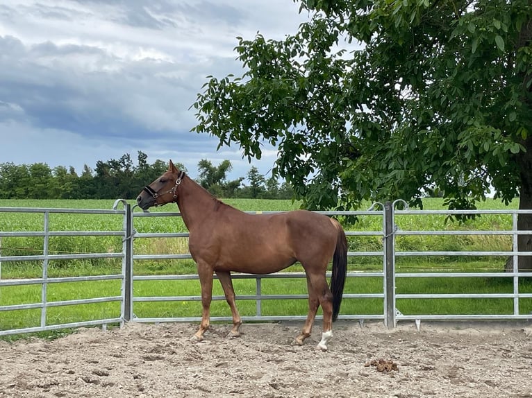 American Quarter Horse Mix Klacz 5 lat 157 cm Ciemnokasztanowata in Weil am Rhein