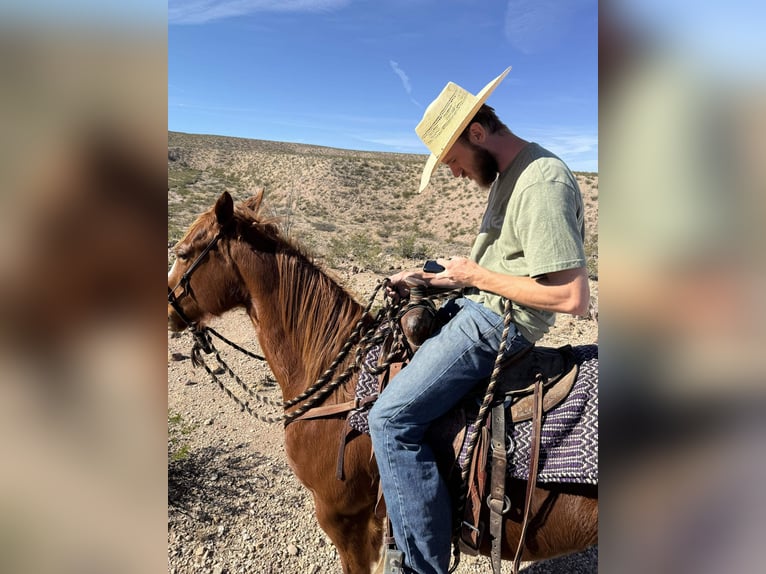 American Quarter Horse Klacz 5 lat 157 cm Cisawa in Las Cruces