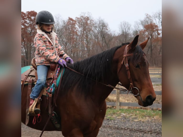 American Quarter Horse Klacz 5 lat 157 cm Gniada in Howell
