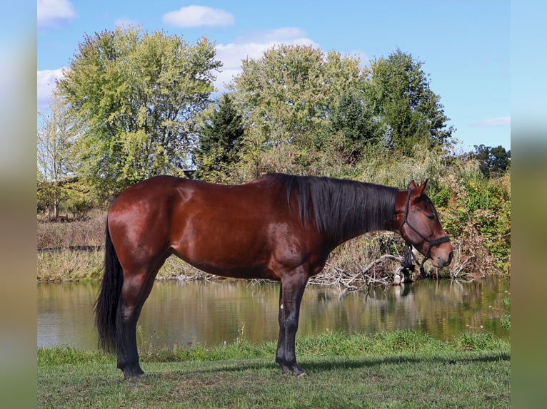 American Quarter Horse Klacz 5 lat 157 cm Gniada in Howell