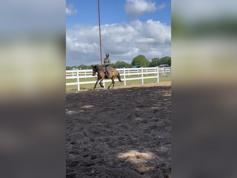 American Quarter Horse Mix Klacz 5 lat 157 cm Jelenia in Battenberg (Eder)