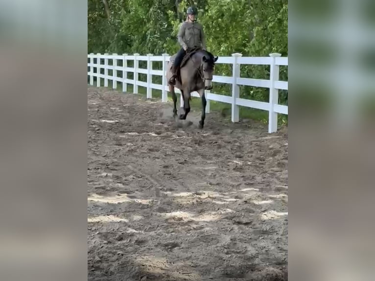 American Quarter Horse Mix Klacz 5 lat 157 cm Jelenia in Battenberg (Eder)