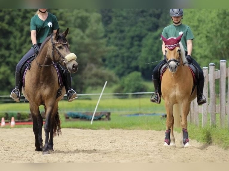 American Quarter Horse Mix Klacz 5 lat 157 cm Jelenia in Battenberg (Eder)