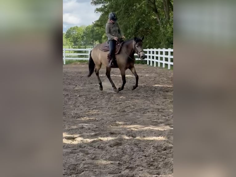 American Quarter Horse Mix Klacz 5 lat 157 cm Jelenia in Battenberg (Eder)