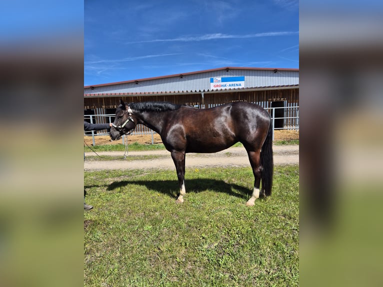 American Quarter Horse Klacz 5 lat 157 cm Kara in Burgebrach
