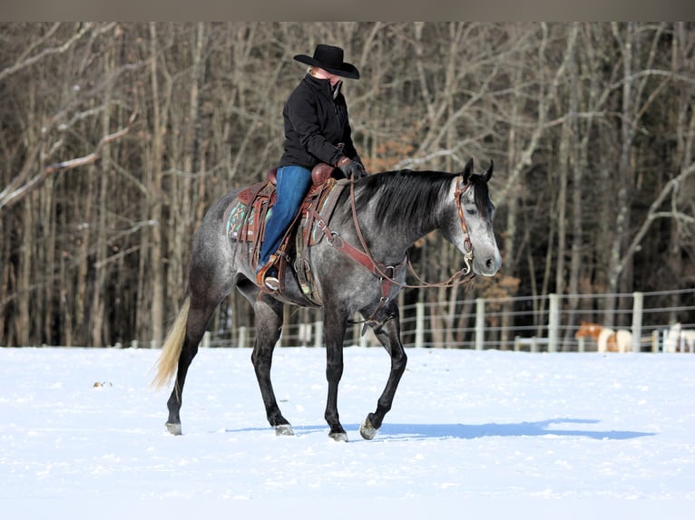 American Quarter Horse Klacz 5 lat 157 cm Siwa in Clarion, PA