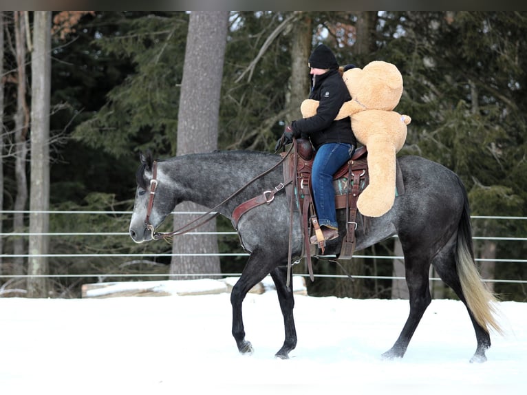 American Quarter Horse Klacz 5 lat 157 cm Siwa in Clarion, PA