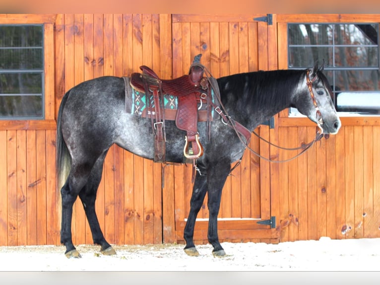 American Quarter Horse Klacz 5 lat 157 cm Siwa in Clarion, PA