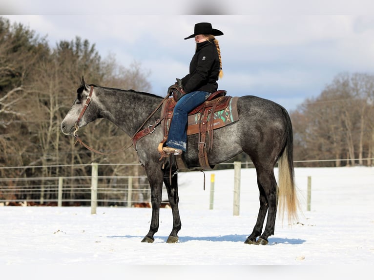 American Quarter Horse Klacz 5 lat 157 cm Siwa in Clarion, PA