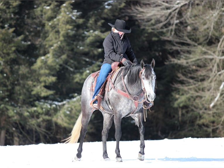 American Quarter Horse Klacz 5 lat 157 cm Siwa in Clarion, PA