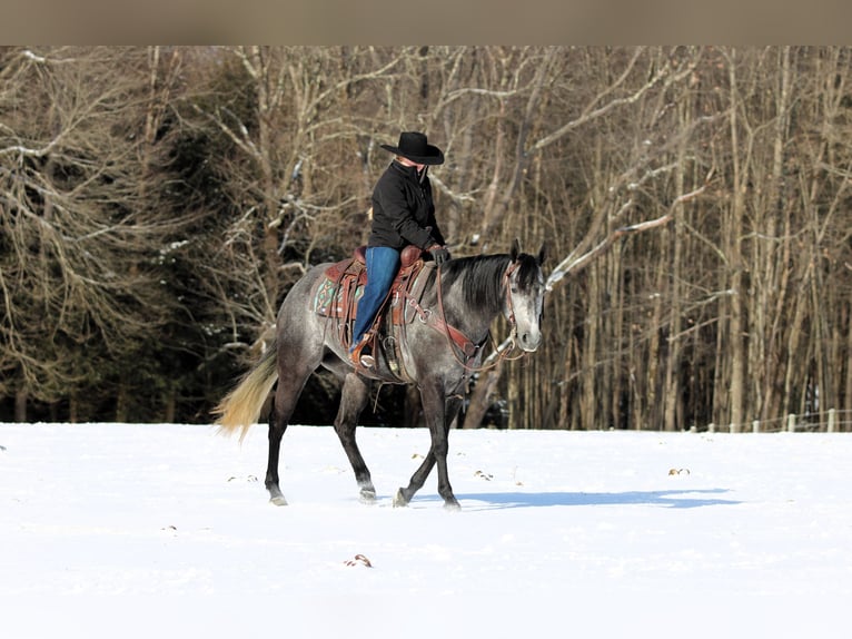 American Quarter Horse Klacz 5 lat 157 cm Siwa in Clarion, PA