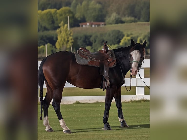 American Quarter Horse Klacz 5 lat 160 cm Ciemnogniada in Bari