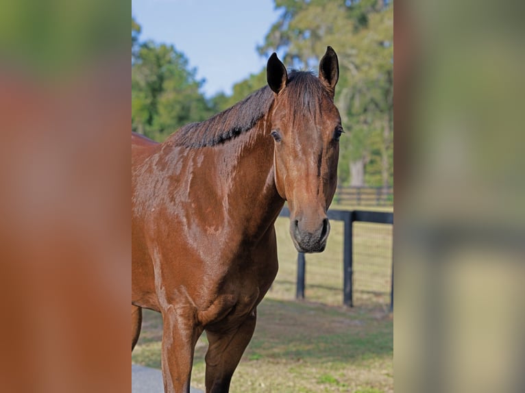 American Quarter Horse Klacz 5 lat 160 cm Gniada in Ocala