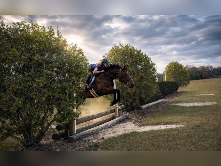 American Quarter Horse Klacz 5 lat 160 cm Gniada in Ocala