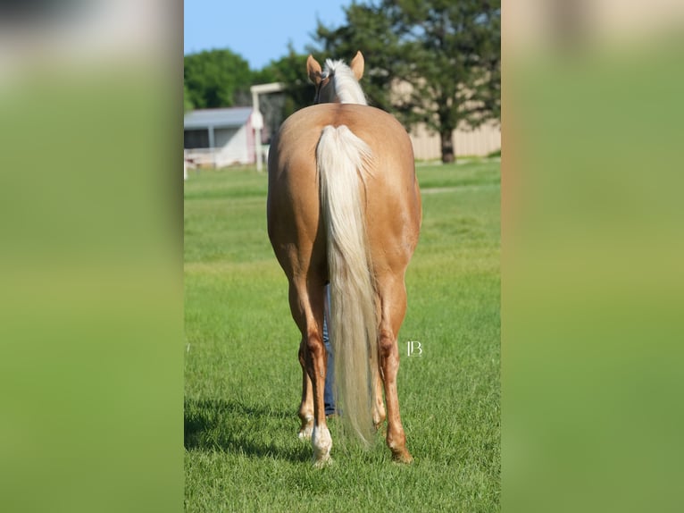American Quarter Horse Klacz 5 lat 160 cm Izabelowata in Terrell, TX