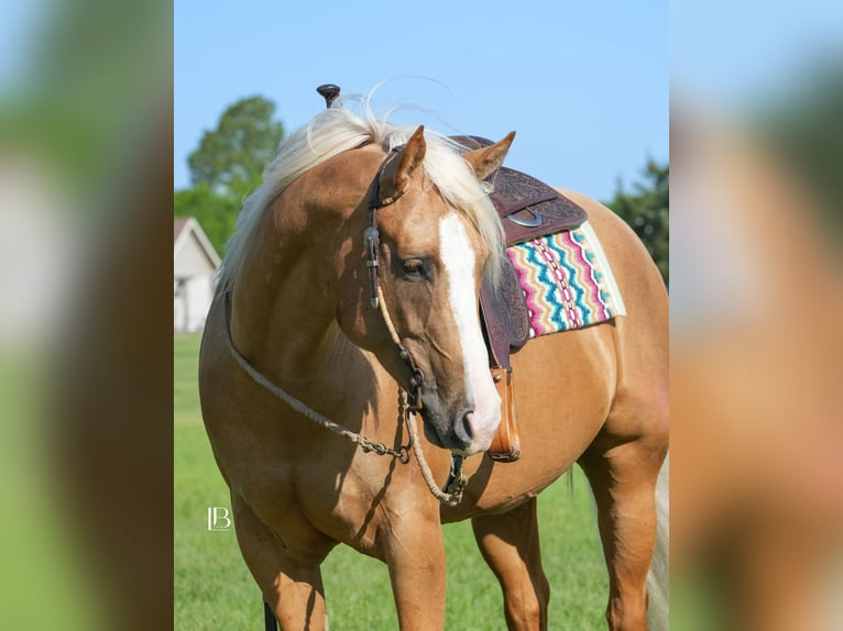 American Quarter Horse Klacz 5 lat 160 cm Izabelowata in Terrell, TX