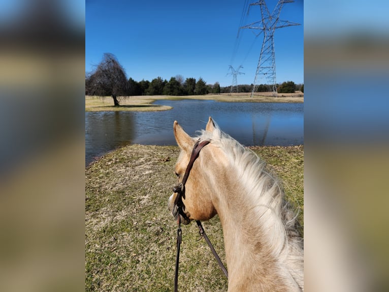 American Quarter Horse Klacz 5 lat 160 cm Izabelowata in Terrell, TX
