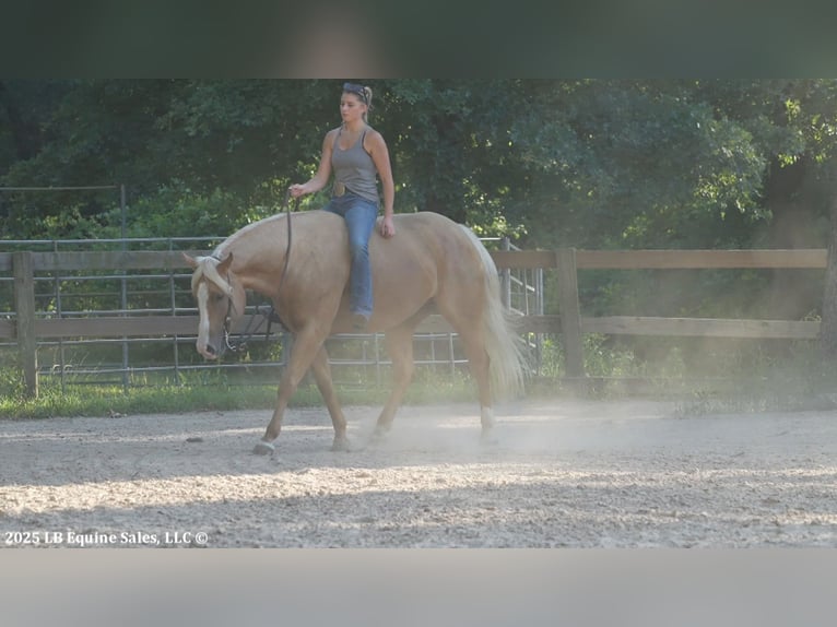 American Quarter Horse Klacz 5 lat 160 cm Izabelowata in Terrell, TX