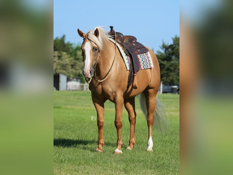 American Quarter Horse Klacz 5 lat 160 cm Izabelowata in Terrell, TX