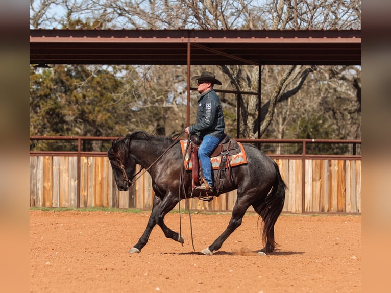 American Quarter Horse Klacz 5 lat 160 cm Karodereszowata in Ranger