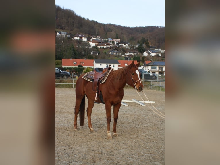 American Quarter Horse Klacz 5 lat 162 cm Kasztanowata in Meinhard