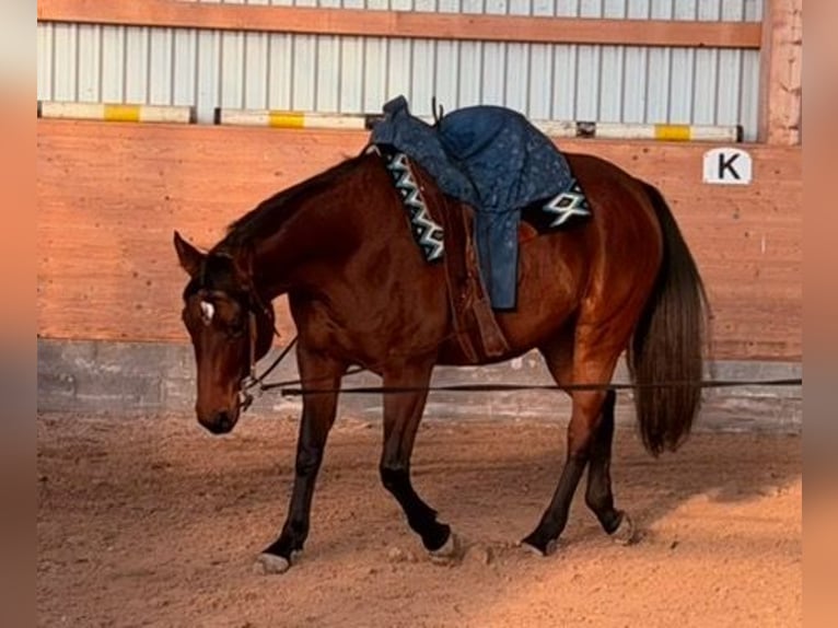 American Quarter Horse Klacz 5 lat 165 cm Gniada in Steyerberg