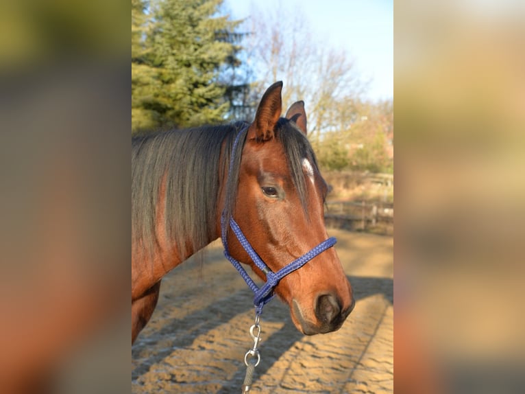 American Quarter Horse Klacz 5 lat 165 cm Gniada in Steyerberg