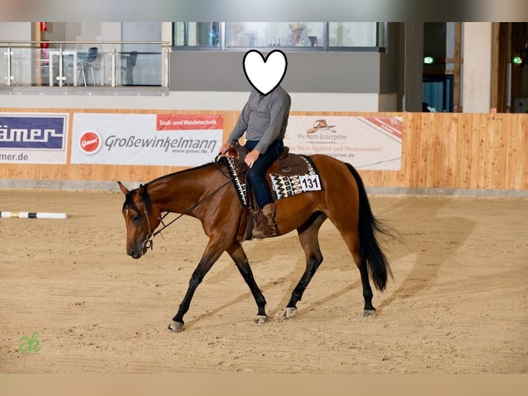 American Quarter Horse Klacz 5 lat 165 cm Gniada in Steyerberg