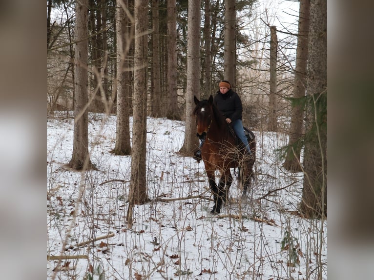 American Quarter Horse Mix Klacz 5 lat 165 cm Gniadodereszowata in Howell