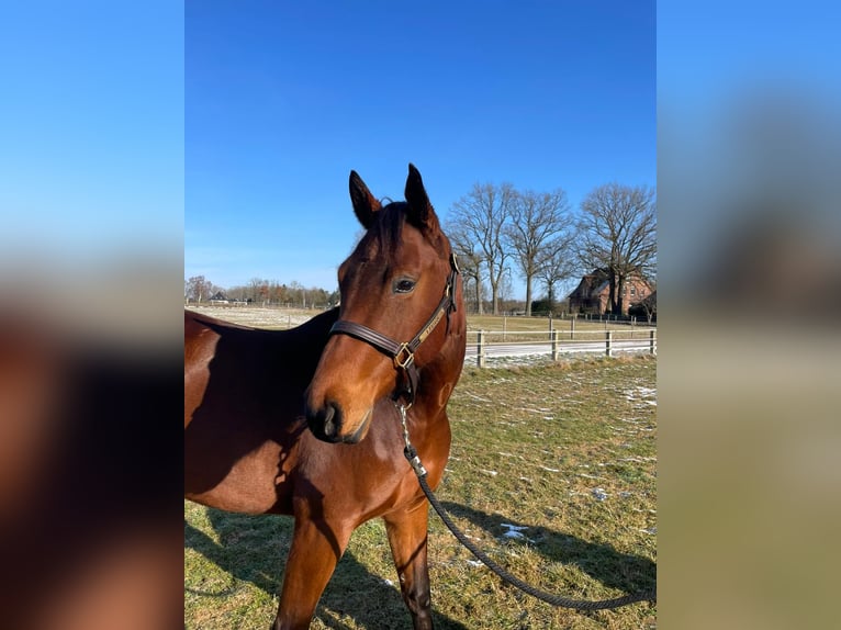 American Quarter Horse Klacz 5 lat 167 cm Jasnogniada in Habighorst