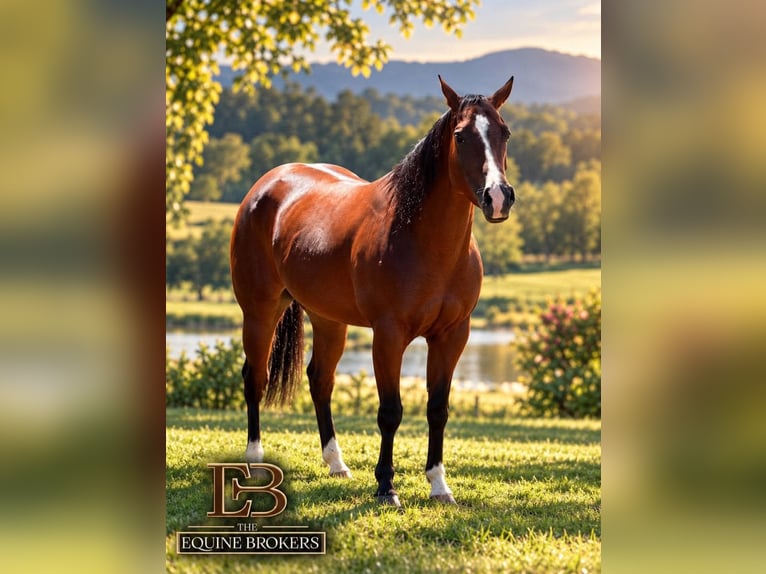 American Quarter Horse Klacz 5 lat Ciemnogniada in San Pierino