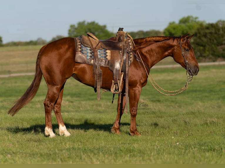 American Quarter Horse Klacz 5 lat Cisawa in Fort Worth