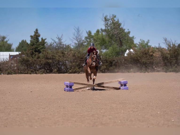 American Quarter Horse Klacz 5 lat Cisawa in Casa Grande