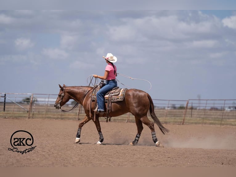 American Quarter Horse Klacz 5 lat Cisawa in Canyon