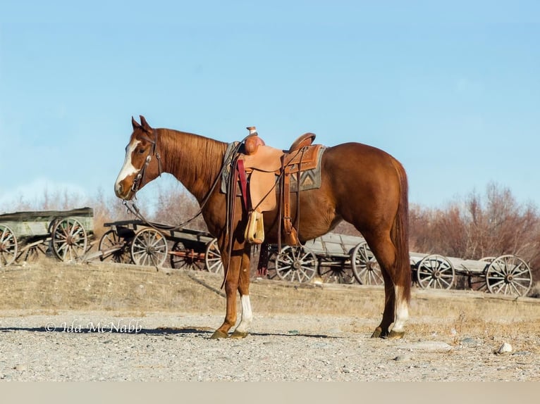 American Quarter Horse Klacz 5 lat Cisawa in Cody, WY