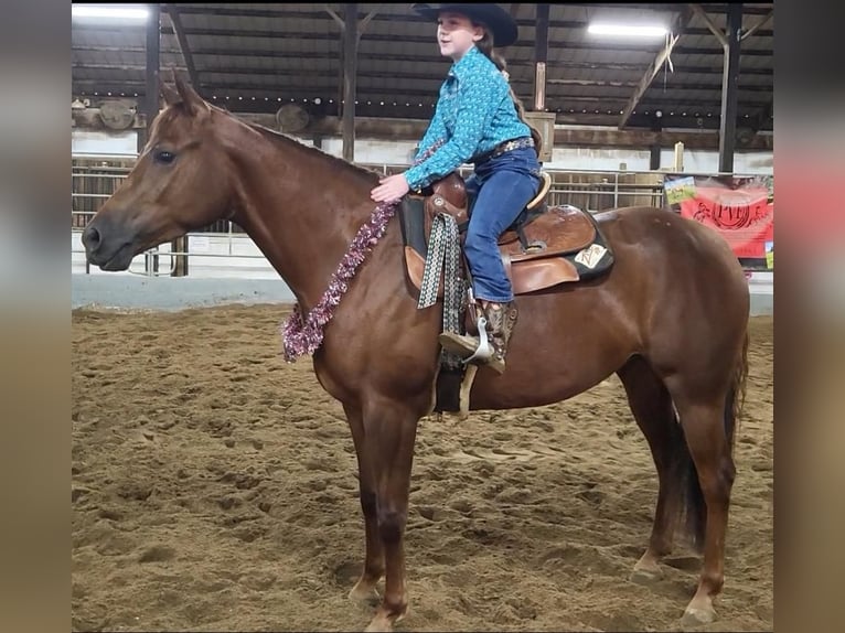 American Quarter Horse Klacz 5 lat Cisawa in Robards, KY