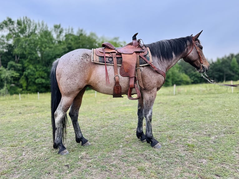 American Quarter Horse Klacz 5 lat Gniadodereszowata in Four Oaks