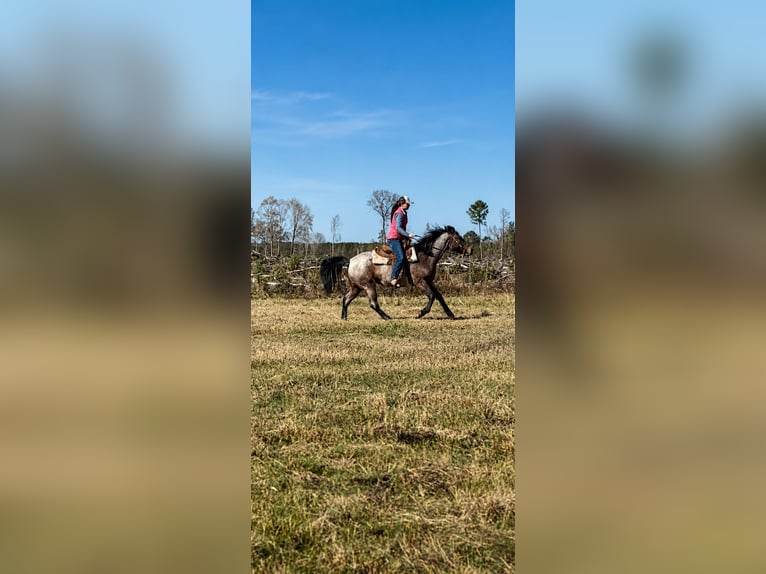 American Quarter Horse Klacz 5 lat Gniadodereszowata in Four Oaks