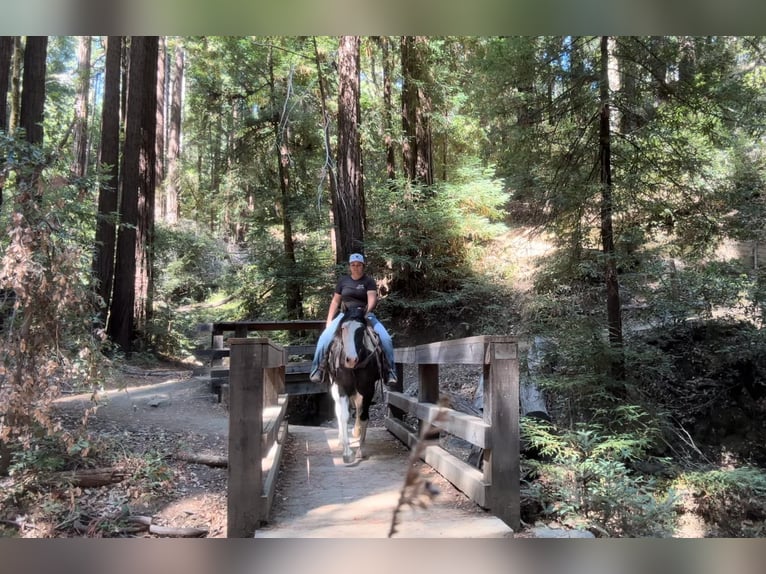 American Quarter Horse Klacz 5 lat Grullo in Bitterwater CA