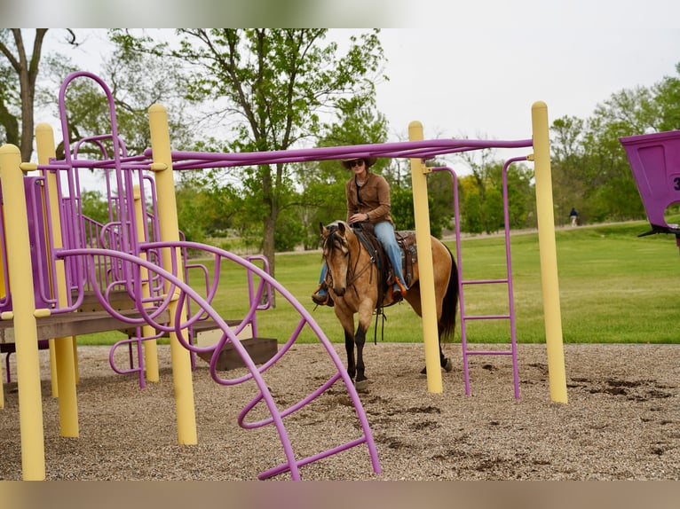 American Quarter Horse Klacz 5 lat Jelenia in Brandon