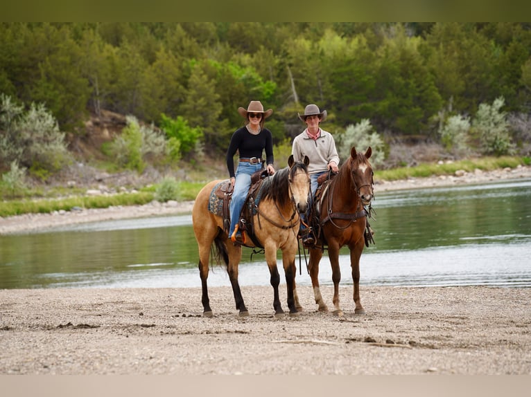 American Quarter Horse Klacz 5 lat Jelenia in Brandon