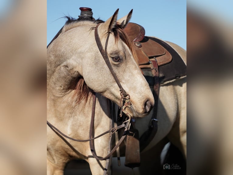 American Quarter Horse Klacz 5 lat Jelenia in Addison